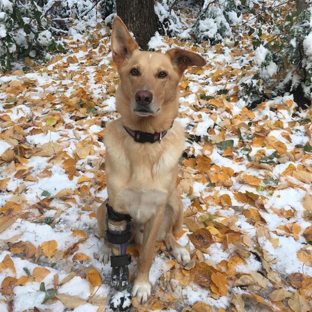 Entry image for Joey. Clicking this image will show a larger photo