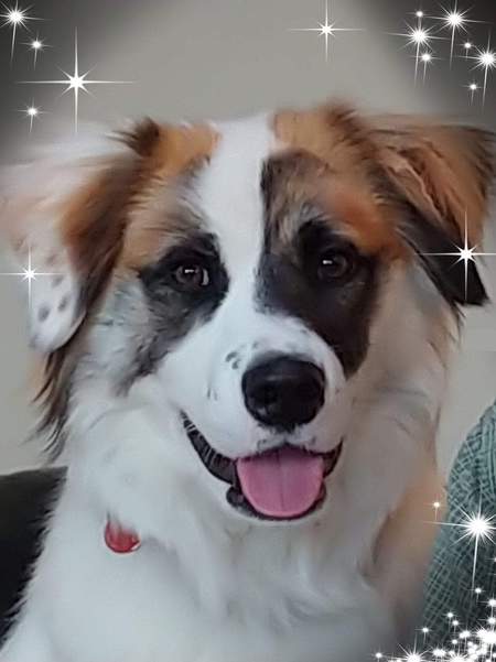 Entry image for Hudson. Clicking this image will show a larger photo