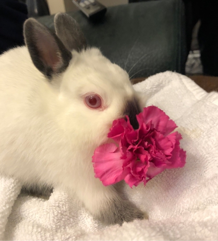 Entry image for Pearl. Clicking this image will show a larger photo