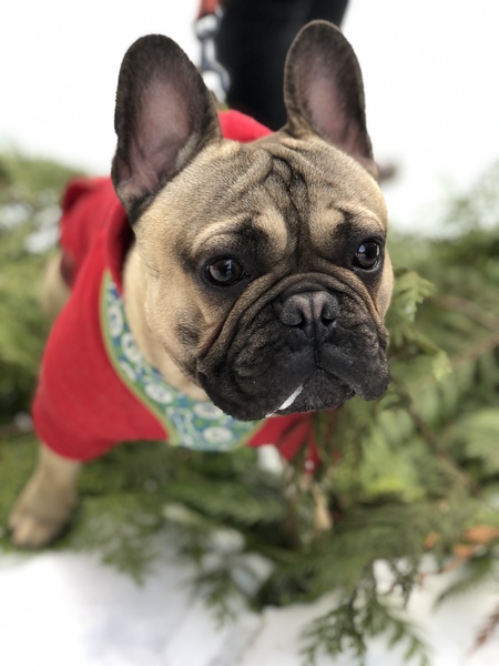 Entry image for Loaki . Clicking this image will show a larger photo