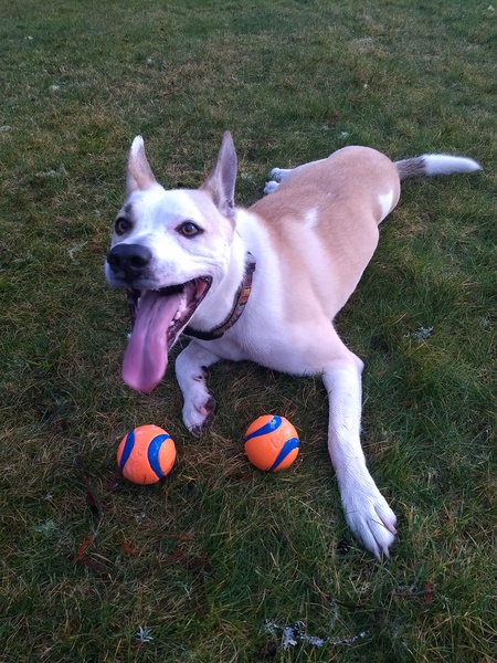 Entry image for Stella. Clicking this image will show a larger photo