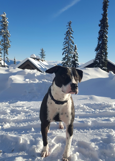 Entry image for Maggie. Clicking this image will show a larger photo