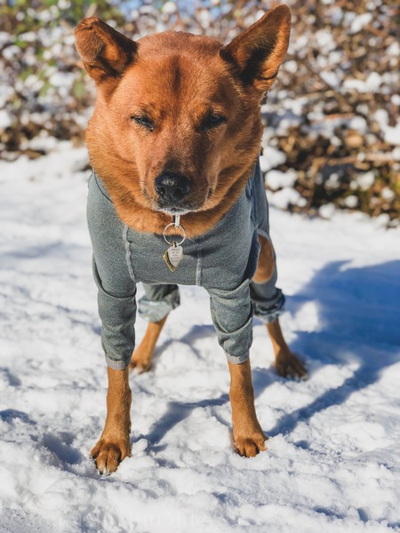 Entry image for Miley. Clicking this image will show a larger photo