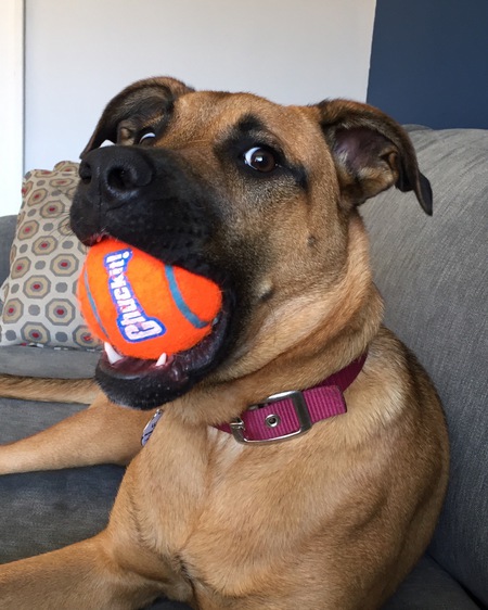 Entry image for Luna. Clicking this image will show a larger photo