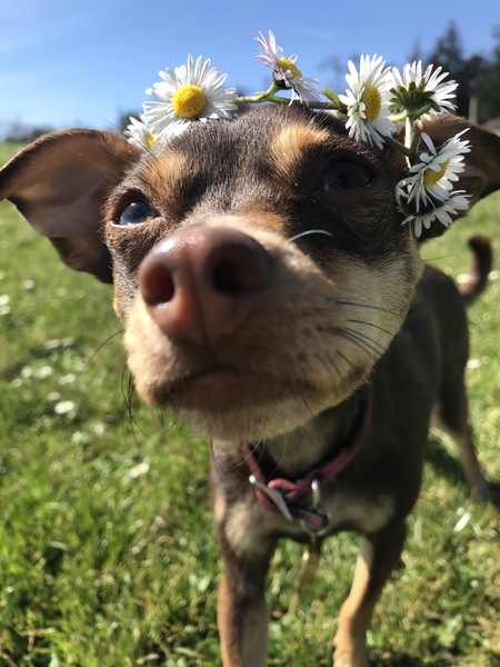 Entry image for Piper . Clicking this image will show a larger photo