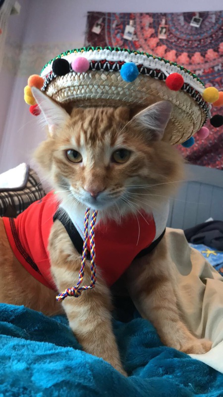 Entry image for Dempsey. Clicking this image will show a larger photo