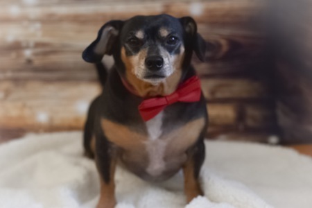 Entry image for Diesel. Clicking this image will show a larger photo