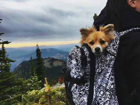 Entry image for Pinto. Clicking this image will show a larger photo