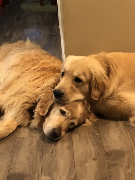 Entry image for Dixie and Harley . Clicking this image will show a larger photo