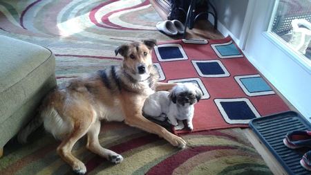 Entry image for Doobie and Lilly. Clicking this image will show a larger photo