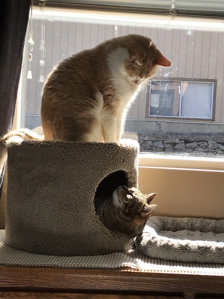 Entry image for Dwight and Cooper. Clicking this image will show a larger photo