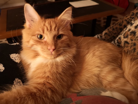 Entry image for George O'Mally. Clicking this image will show a larger photo