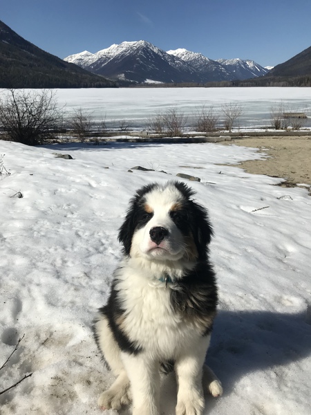 Entry image for Lewis. Clicking this image will show a larger photo