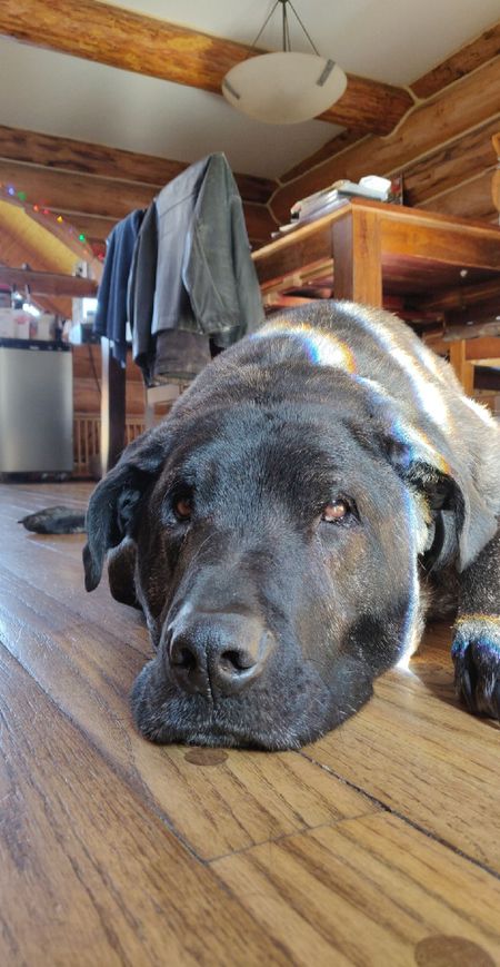 Entry image for Bruno. Clicking this image will show a larger photo