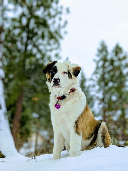 Entry image for Lucas. Clicking this image will show a larger photo