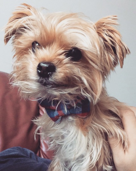 Entry image for Milo . Clicking this image will show a larger photo