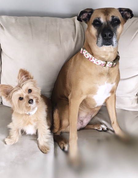 Entry image for Mila & Mya. Clicking this image will show a larger photo