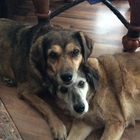 Entry image for Lily and Ginger. Clicking this image will show a larger photo