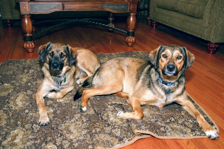 Entry image for Lily and Ginger. Clicking this image will show a larger photo