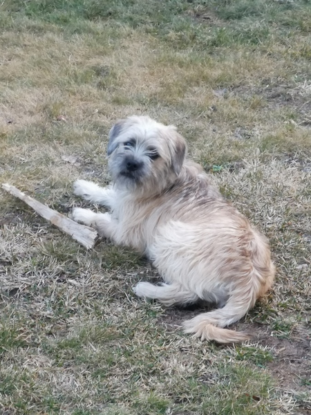 Entry image for Chewie. Clicking this image will show a larger photo