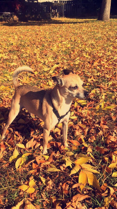 Entry image for Cholo. Clicking this image will show a larger photo