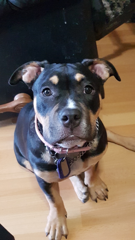 Entry image for Envy. Clicking this image will show a larger photo