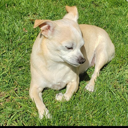 Entry image for Chloe . Clicking this image will show a larger photo