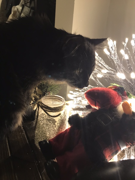 Entry image for Kuro. Clicking this image will show a larger photo