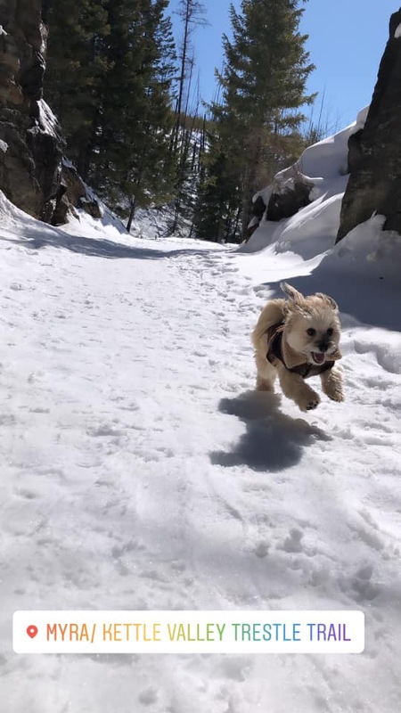 Entry image for Scout. Clicking this image will show a larger photo