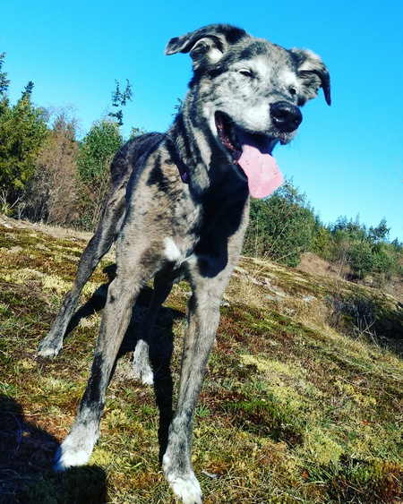 Entry image for Misty . Clicking this image will show a larger photo