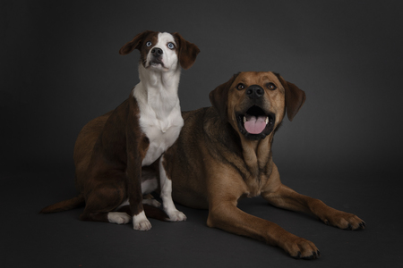 Entry image for Dio and Bean . Clicking this image will show a larger photo