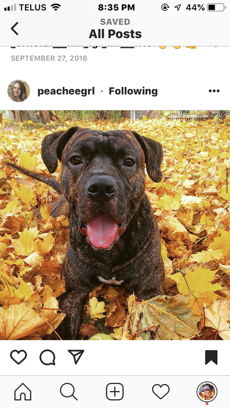 Entry image for Magnus. Clicking this image will show a larger photo