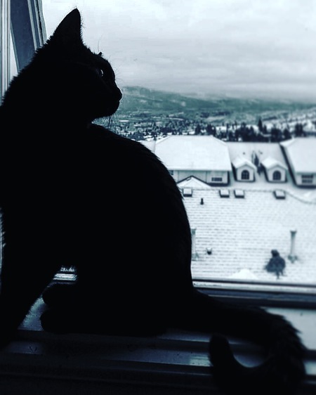 Entry image for Arabella. Clicking this image will show a larger photo