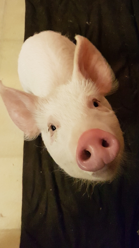 Entry image for Rizzo. Clicking this image will show a larger photo