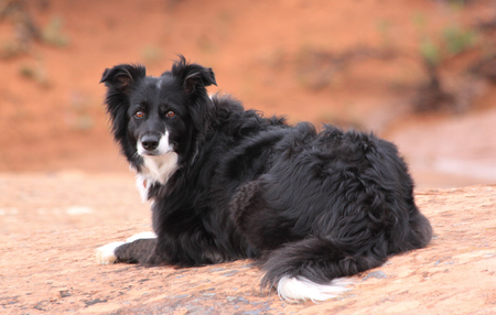 Entry image for Lily. Clicking this image will show a larger photo