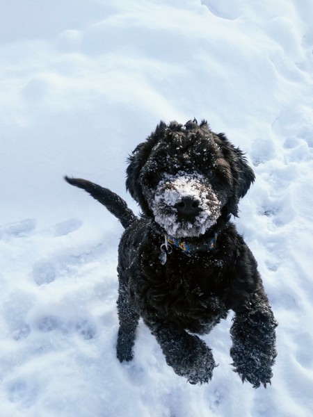 Entry image for Meemo. Clicking this image will show a larger photo