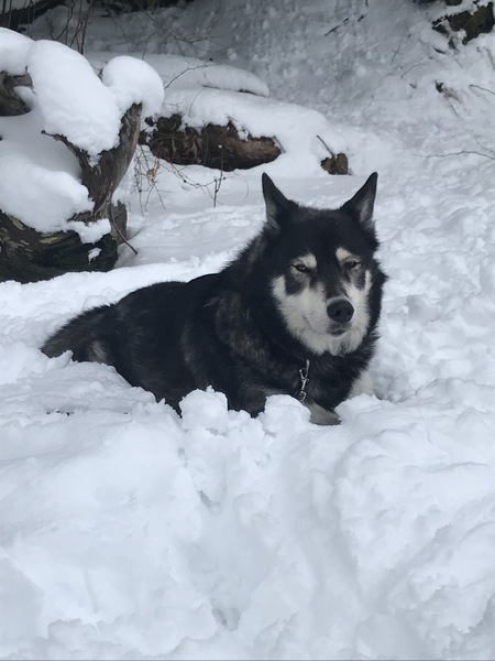 Entry image for Alaska. Clicking this image will show a larger photo