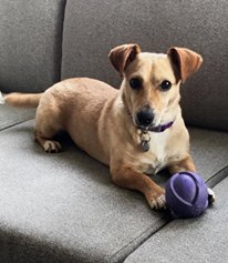 Entry image for Penny. Clicking this image will show a larger photo