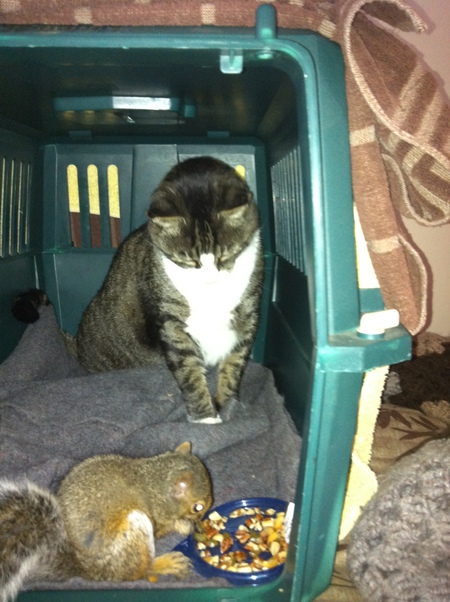 Entry image for Spitz. Clicking this image will show a larger photo