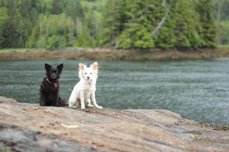 Entry image for Roxy and Ella. Clicking this image will show a larger photo