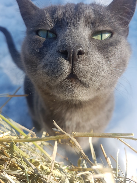 Entry image for Scout. Clicking this image will show a larger photo