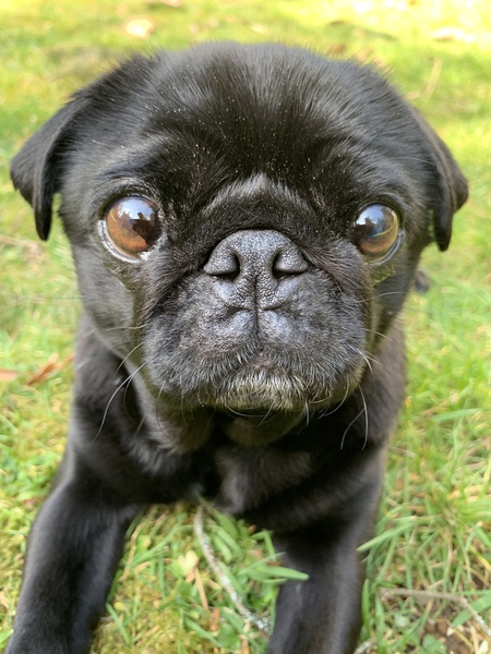 Entry image for Pikachu. Clicking this image will show a larger photo