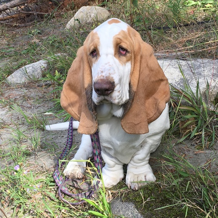 Entry image for Beau . Clicking this image will show a larger photo