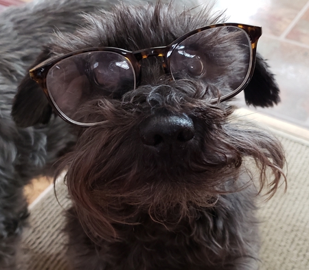 Entry image for Brutus. Clicking this image will show a larger photo