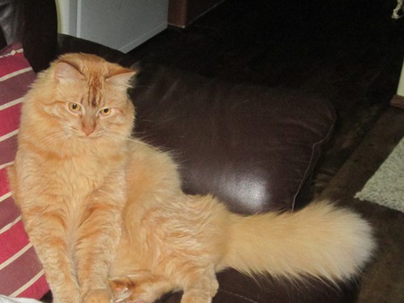 Entry image for Sammy. Clicking this image will show a larger photo