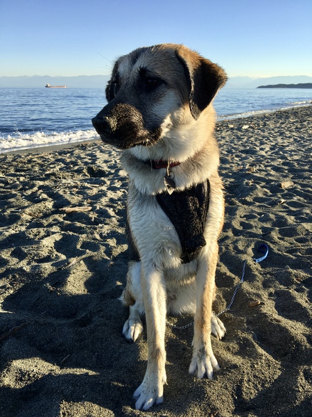 Entry image for Nova. Clicking this image will show a larger photo