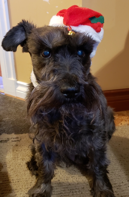 Entry image for Brutus. Clicking this image will show a larger photo