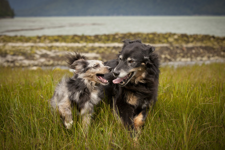 Entry image for Migo and Sydney. Clicking this image will show a larger photo