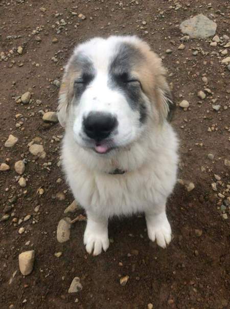 Entry image for Kodiak. Clicking this image will show a larger photo