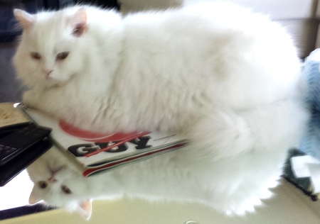 Entry image for Bianco. Clicking this image will show a larger photo